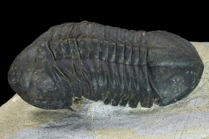 Bargain, Struveaspis Trilobite - Small Eyed Phacopid #134354